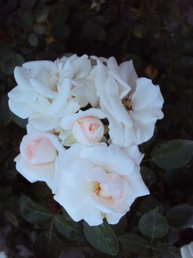 DSC03761 - Aspirin Rose