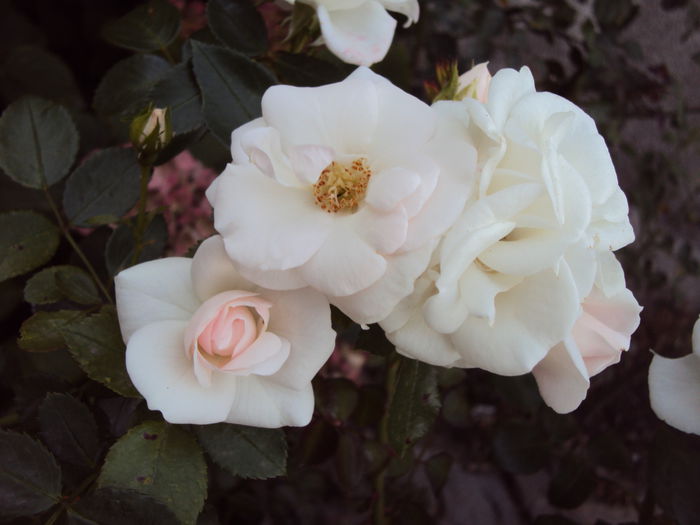 DSC03762 - Aspirin Rose