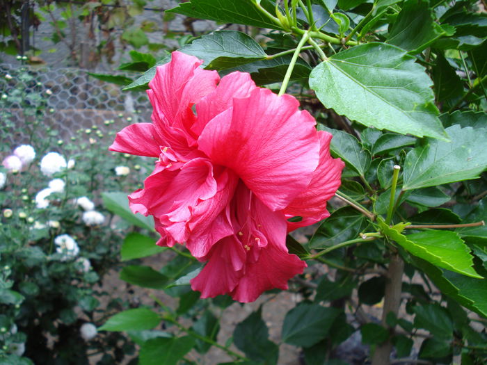 DSC01250 - hibiscusi