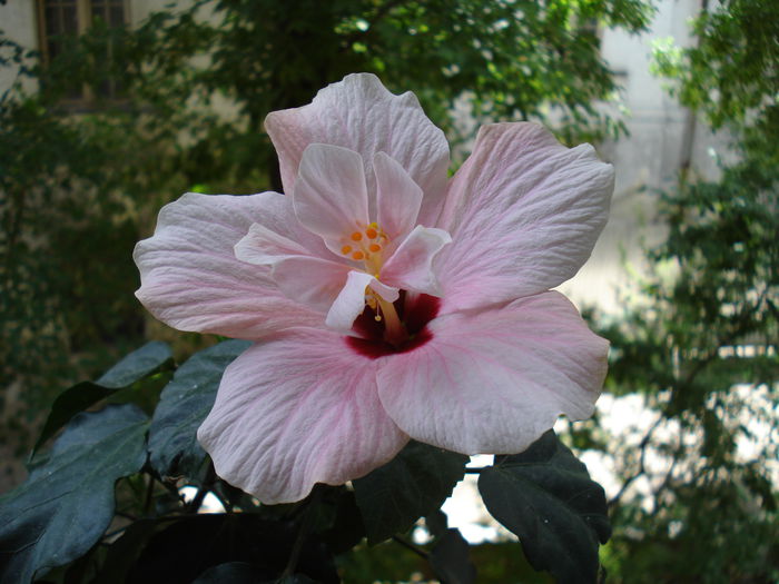DSC00957 - hibiscusi