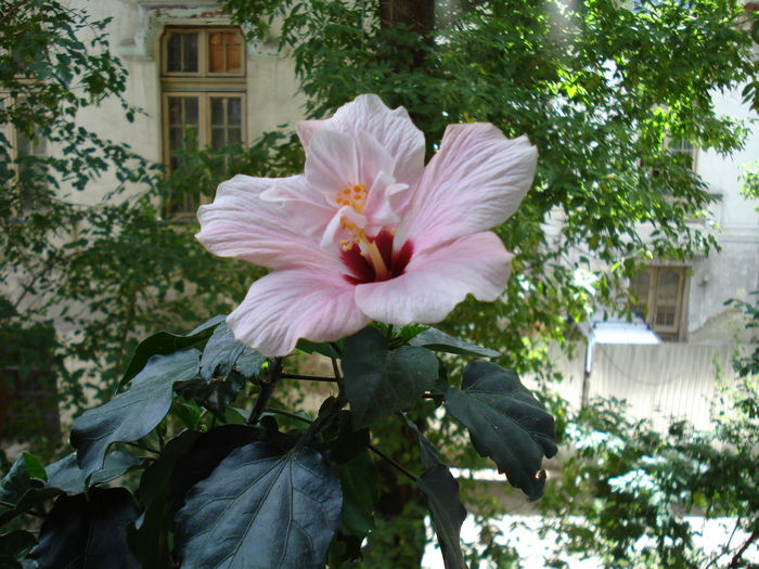 DSC00959 - hibiscusi