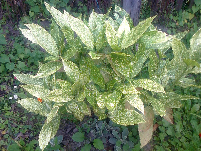 AUCUBA JAPONICA CROTONIFOLIA