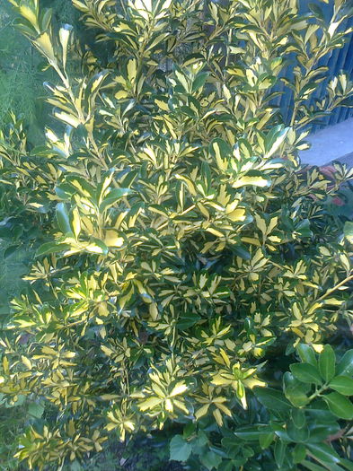Euonymus Fortunei Sunspot - Arbusti ornamentali