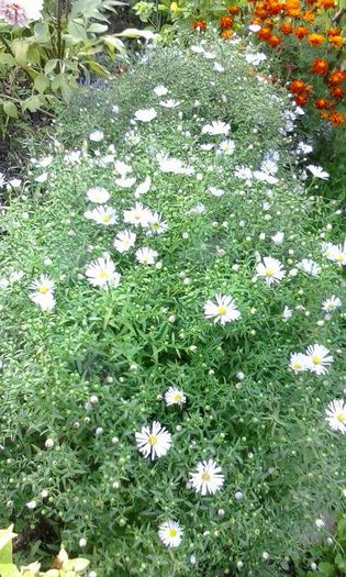 Aster novae-angliae