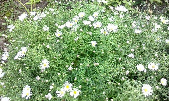 Aster novae-angliae