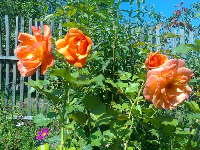 Westerland-ROSE - TRANDAFIRI CATARATORI