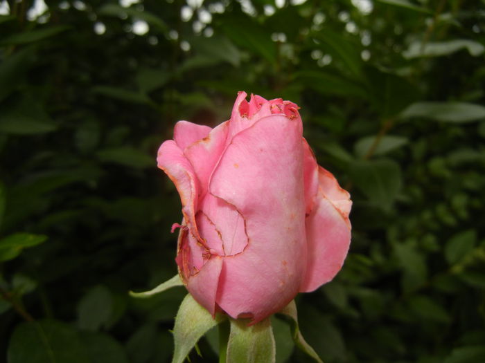 Rose Pink Peace (2014, Sep.06) - Rose Pink Peace