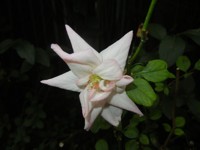 Pink Miniature Rose (2014, Sep.06) - Miniature Rose Pink