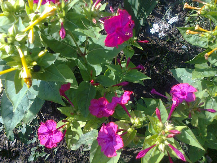 Mirabilis-jalapa-Marbles-Mix