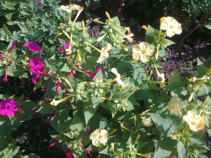 Mirabilis-jalapa-Marbles-Mix