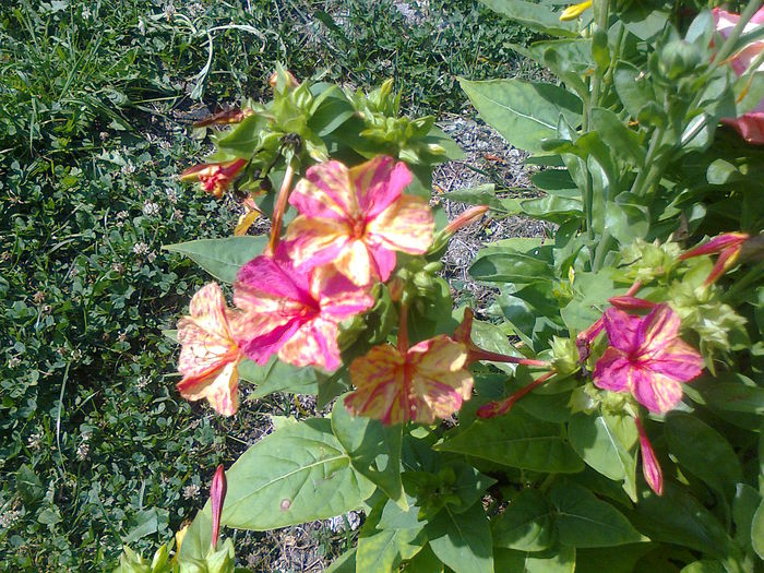 Mirabilis-jalapa-Marbles-Mix