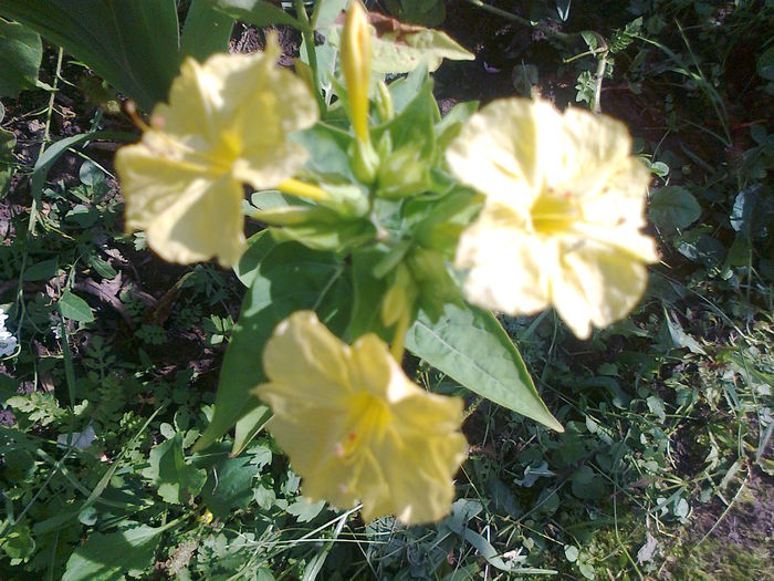 Mirabilis-jalapa-Marbles-Mix