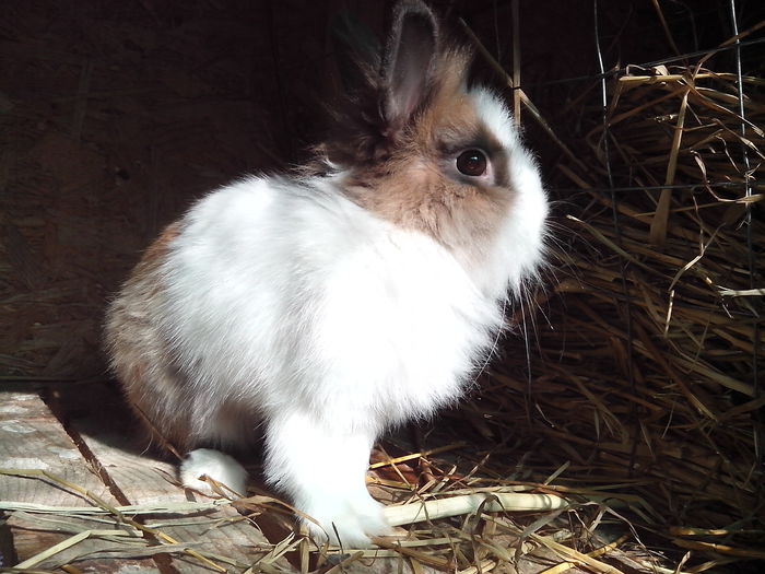 Fetita,caut mascul alb de 5-6 luni