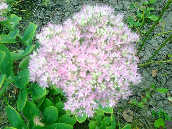  - Kalanchoe de gradina