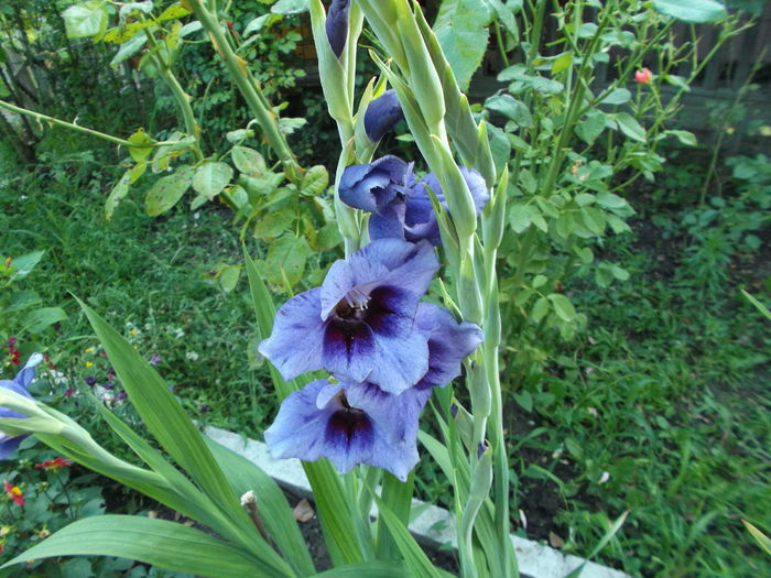 Picture 076; gladiole albastre
