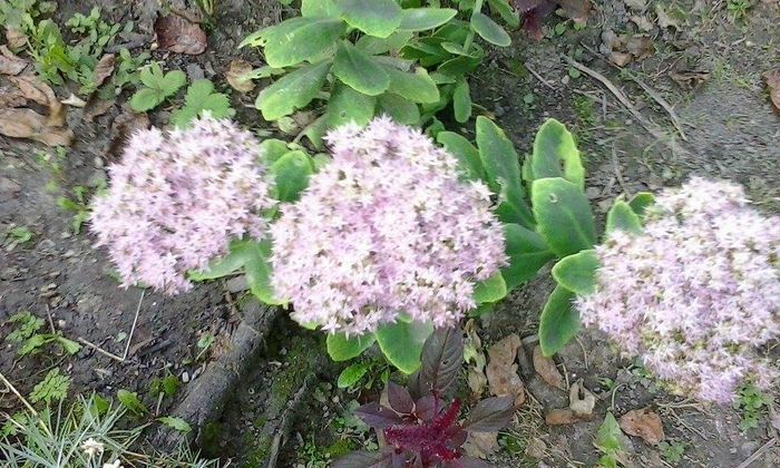  - Kalanchoe de gradina