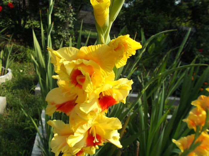 Picture 087 - gladiole