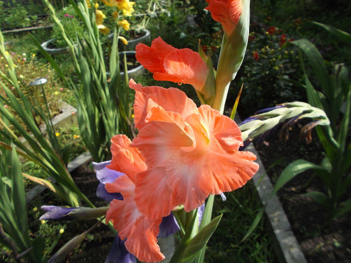 Picture 091; gladiola roz
