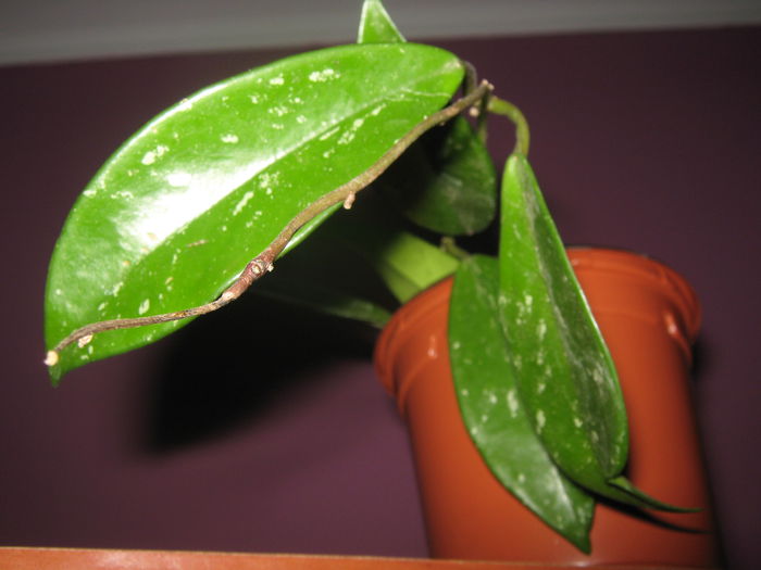 Hoya Silver Pink; hoya silver pink
