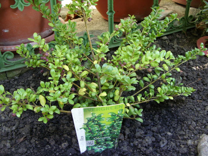 Ilex crenata ‘Convexa’ - curtea