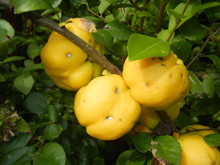 Japanese Quinces_Gutui (2014, Aug.17) - Chaenomeles japonica