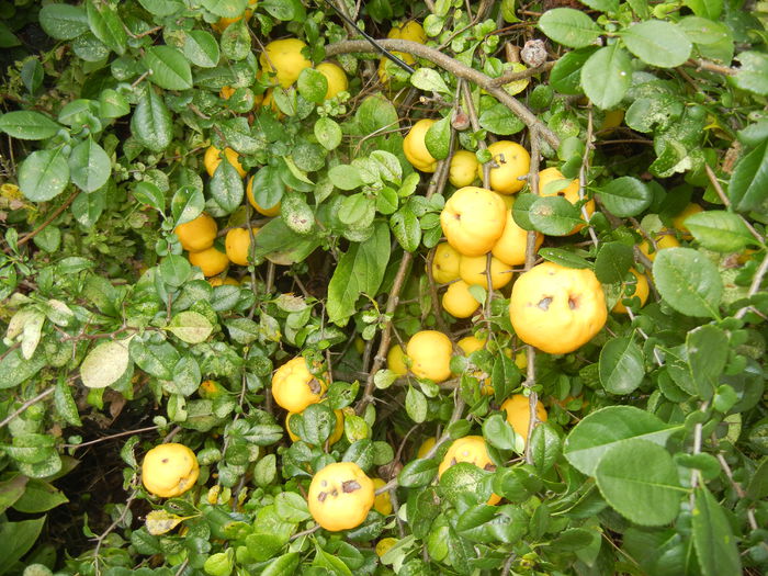 Japanese Quinces_Gutui (2014, Sep.06) - Chaenomeles japonica