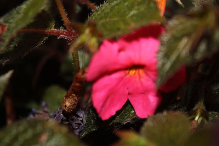 IMG_3413 - 2014 septembrie