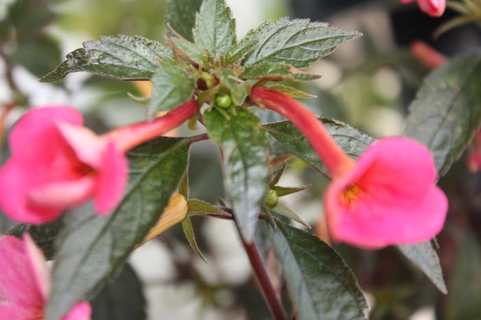 IMG_3416 - 2014 septembrie