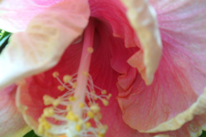 Picture 782 - tahitian candy pink