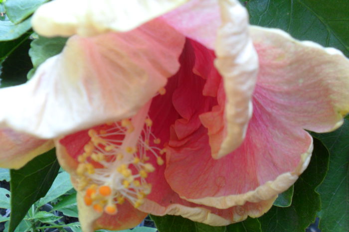 Picture 784 - tahitian candy pink