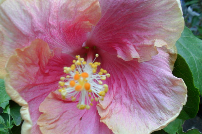 Picture 785 - tahitian candy pink