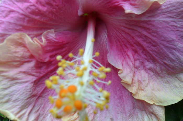 Picture 816 - tahitian candy pink