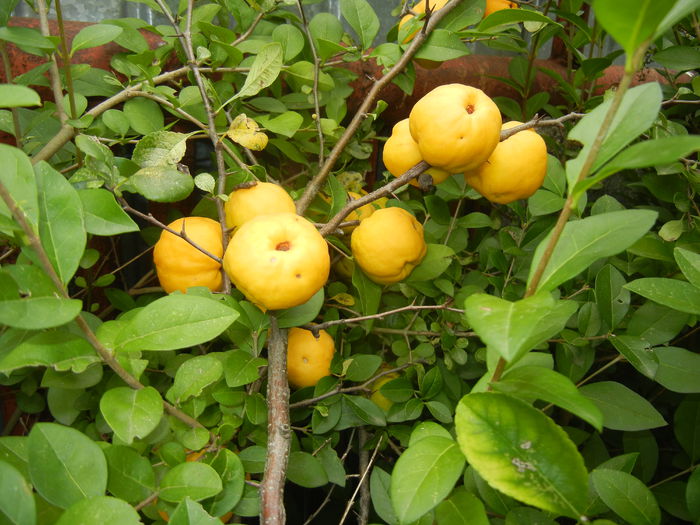 Japanese Quinces_Gutui (2014, Sep.06) - Chaenomeles japonica