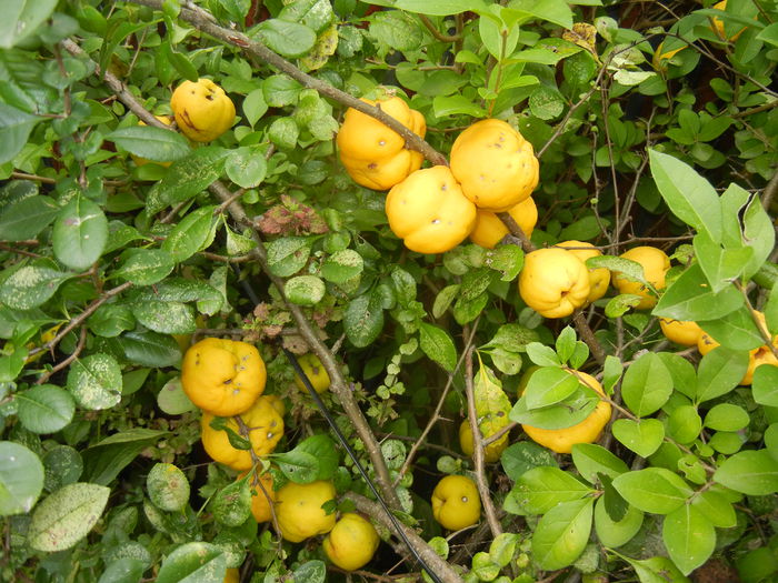 Japanese Quinces_Gutui (2014, Sep.06)