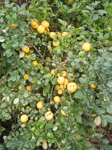 Japanese Quinces_Gutui (2014, Sep.07) - Chaenomeles japonica