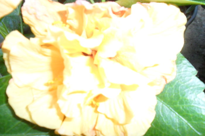 Picture 743 - hibiscusi 2014-2