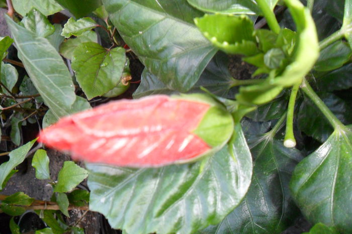 Picture 754 - hibiscusi 2014-2