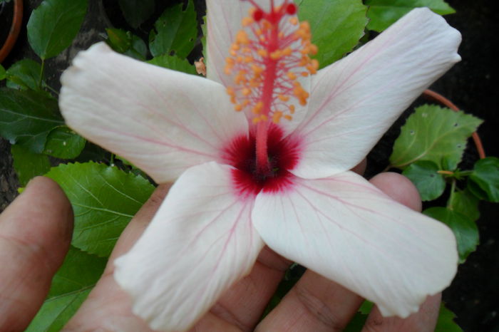 Picture 764 - hibiscusi 2014-2