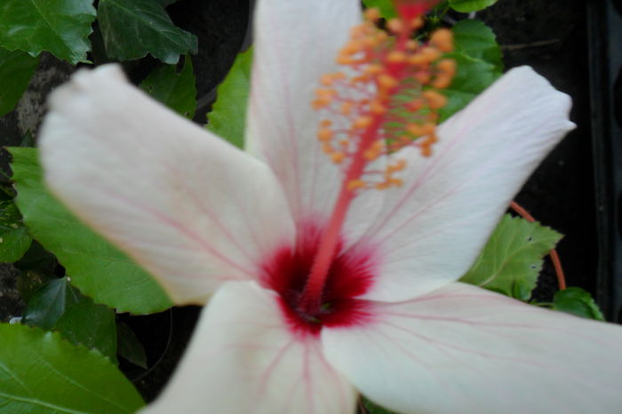 Picture 765 - hibiscusi 2014-2