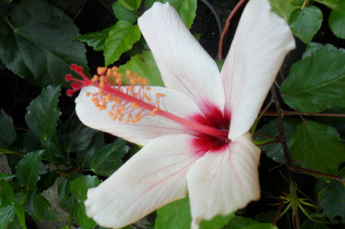 Picture 766 - hibiscusi 2014-2