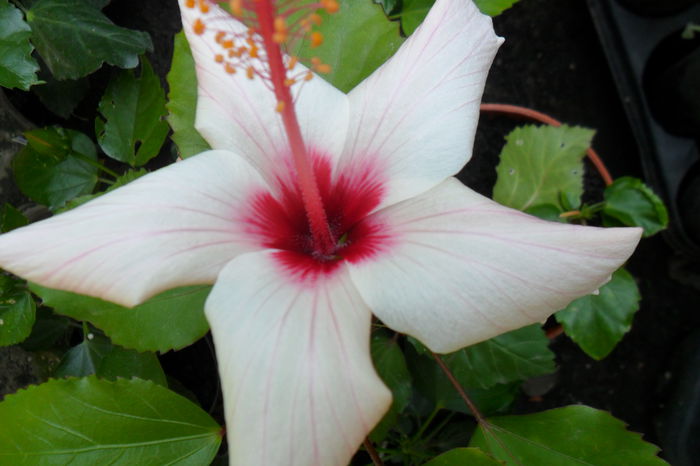 Picture 774 - hibiscusi 2014-2