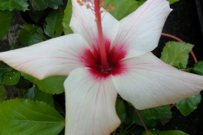 Picture 775 - hibiscusi 2014-2
