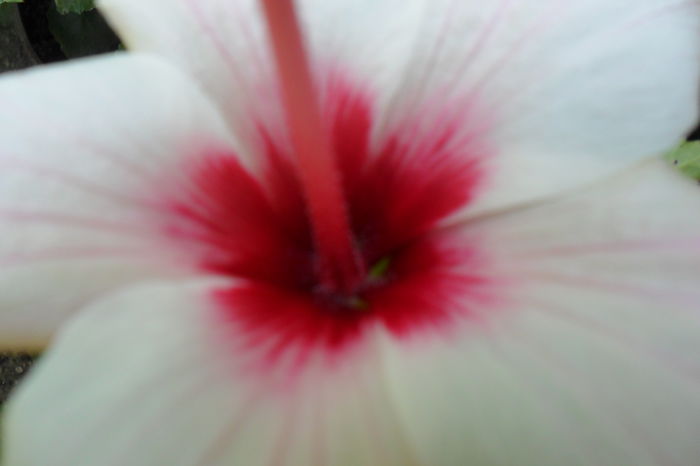 Picture 776 - hibiscusi 2014-2