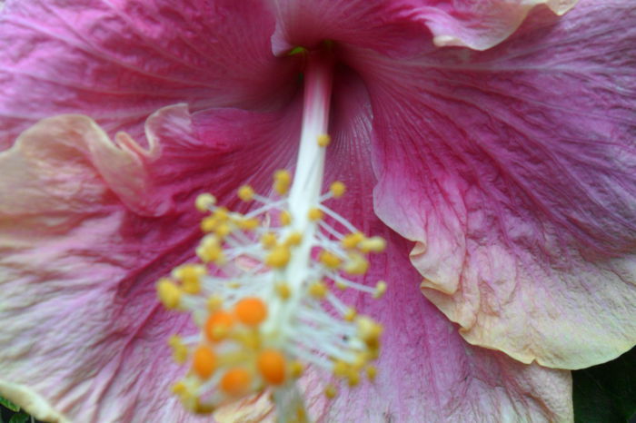 Picture 816 - hibiscusi 2014-2