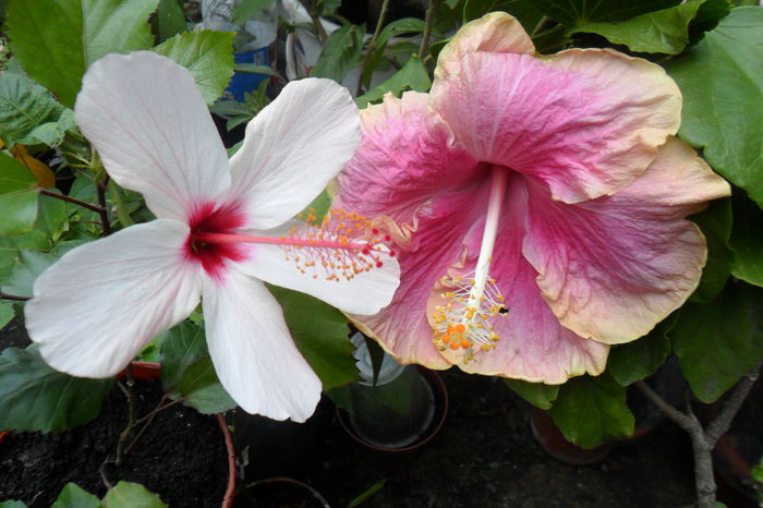 Picture 826 - hibiscusi 2014-2