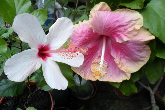 Picture 827 - hibiscusi 2014-2