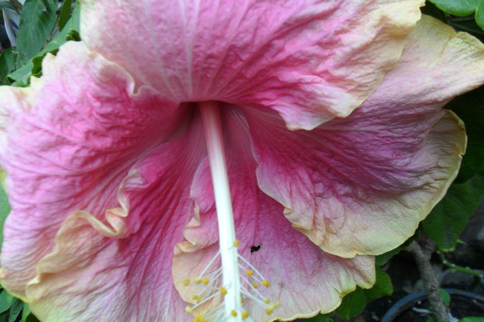 Picture 829 - hibiscusi 2014-2