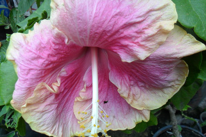 Picture 830 - hibiscusi 2014-2