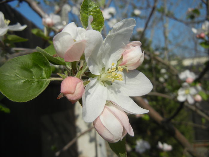 Apple Blossom_Flori mar (2014, April 04)