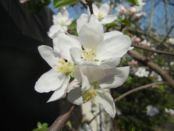 Apple Blossom_Flori mar (2014, April 04)